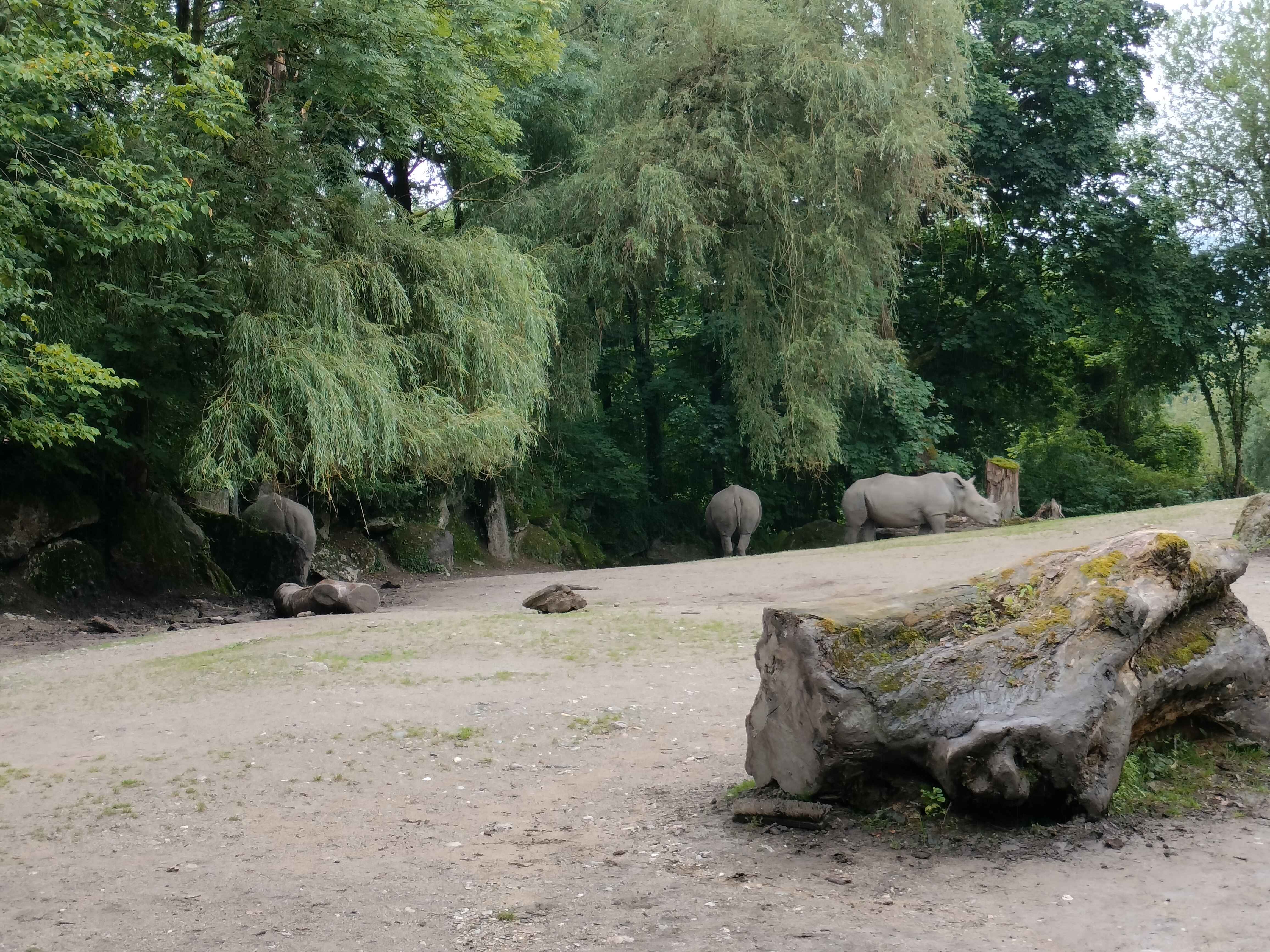 Savanna Scenery